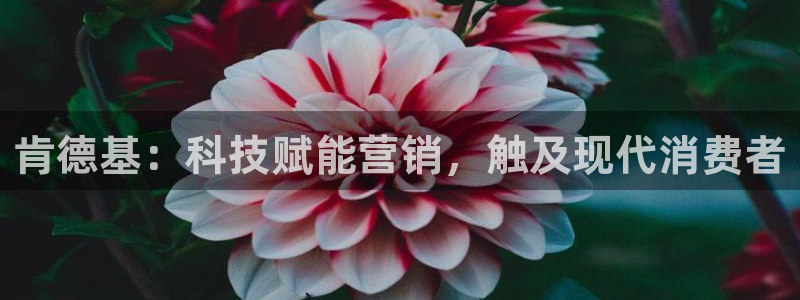 金年会平台是黑网还是白网