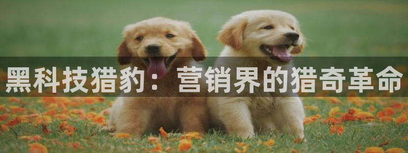 金年会是不是黑平台